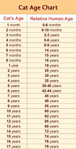 Cat / Human Age Chart - Do It And How